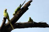Different poses, Parakeet, Keoladeo National Park, India