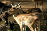 Black Buck Antelope, National Zoological Park, Delhi