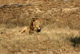 The King of the Jungle, National Zoological Park, Delhi