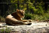The Lioness, National Zoological Park, Delhi