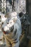 The rare White Tiger, National Zoological Park, Delhi