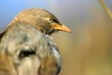 Jungle Babbler, Sariska National Park, Rajasthan