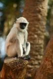 Scared Langur, Sariska National Park, Rajasthan