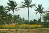 Sunflower fields, Dharapuram, Tamil Nadu
