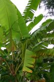 Banana leaf, Melarkode, Kerala
