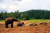 Elephant orphange in Pinnewela, Sri Lanka