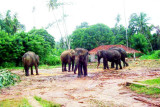 Elephant orphange in Pinnewela, Sri Lanka