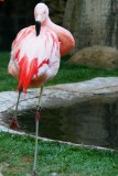 Flamingo at the Flamingo, Las Vegas, NV