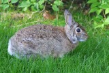 Hopping rabbits Spiderman!