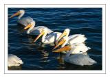 Pelicans in a Row