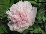 Rocks Peony---FenMoDengChang