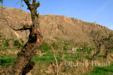Fields