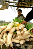 Vegetables