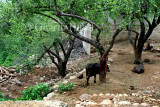 Stables