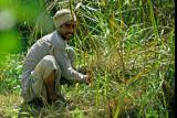 Local farmer