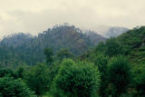 Misty morning