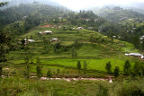 Badiala