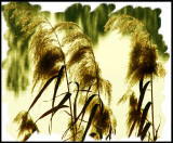 Painted Lakeside Grasses.jpg