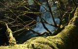 sun light on moss.jpg