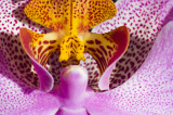 Orchid Close up.jpg