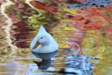 Duck in reflection 2.jpg