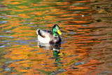 Duck in reflection 1.jpg