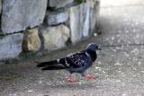 Monterey pigeon