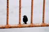 Black bird on rusty bar