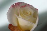 Mikes Rose