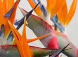 Birds of Paradise