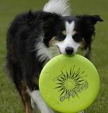 frisbee