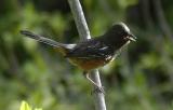 Black Headed Grossbeak