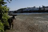 Beach Estates Ferry