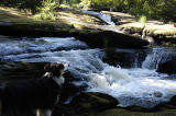 Moo at the falls