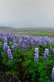 DSC_8044.jpg