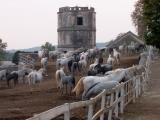 Lipizzaner mares