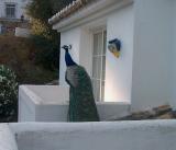 Peacock on balcony