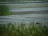 Fulvous Whistling Duck brood