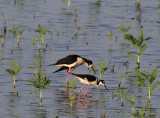 Black-necked Stilt