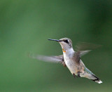 Ruby-throated Hummingbird