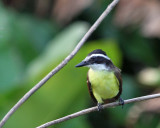Great Kiskadee