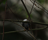 White-bearded Manakin