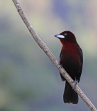 Silver-beaked Tanager