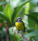 Bananaquit