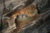 Chestnut-collared Swift