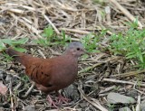 Ruddy Ground-Dove