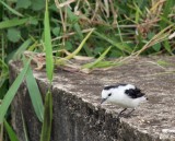 Pied Water Tyrant