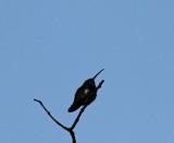 Green-throated Mango