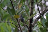 Bicoloured Conebill