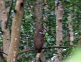 Spectacled Owl